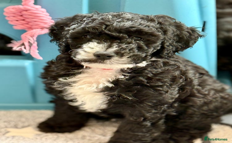 Cockapoo dogs - Advert 2