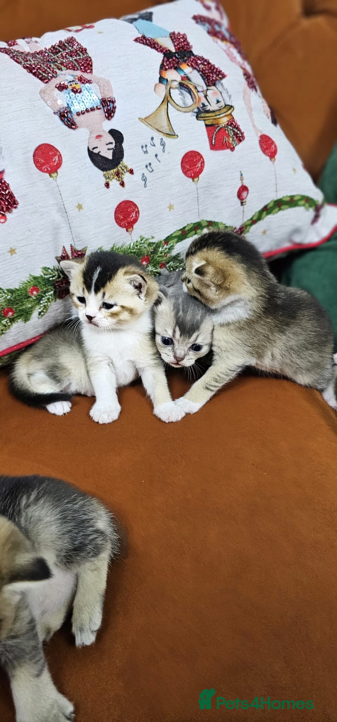 British Shorthair cats for sale: British shorthairs and Scottish straights - Advert 4