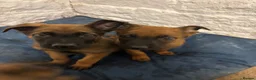 Belgian Shepherd Dog dogs for sale: Belgian malinois puppies - Advert 5
