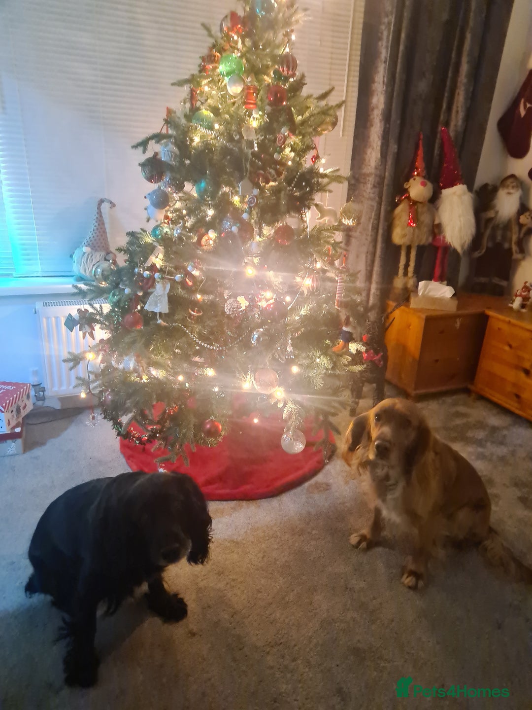 Sprocker dogs for stud: Proven Sprocker Spaniel Stud - Advert 2