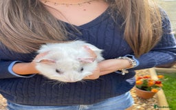 Guinea Pig rodents for sale: Female guinea pigs - Image 3