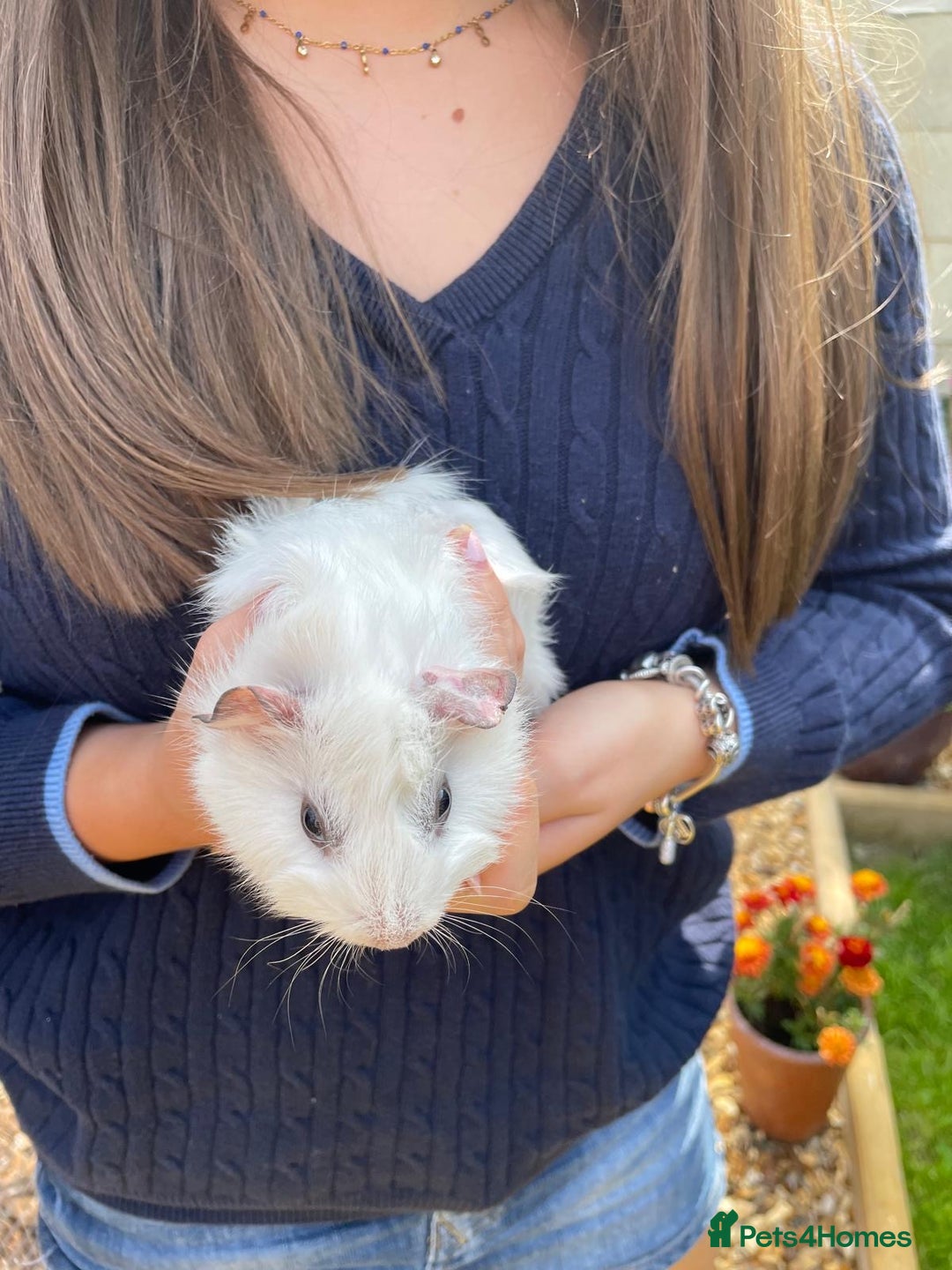 Guinea Pig rodents for sale: Female guinea pigs - Image 3