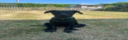 Mixed Breed dogs for sale: Puppy for Rehome in Pulborough - Advert 5