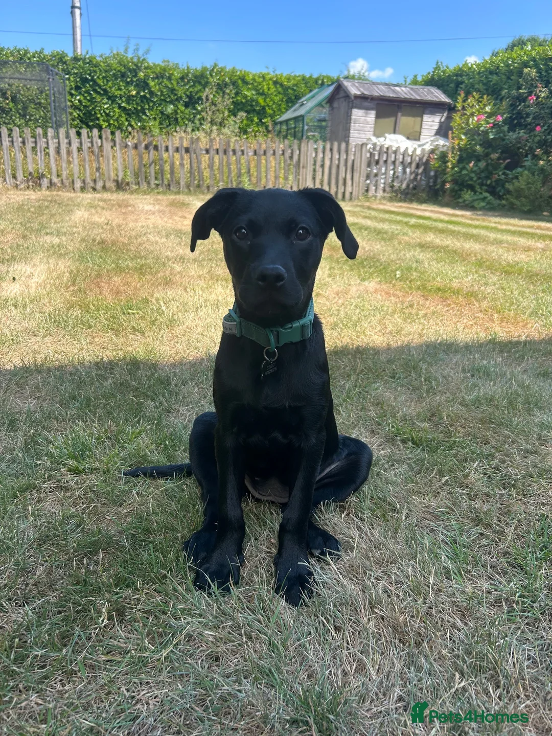 Mixed Breed dogs for sale: Puppy for Rehome in Pulborough - Advert 5