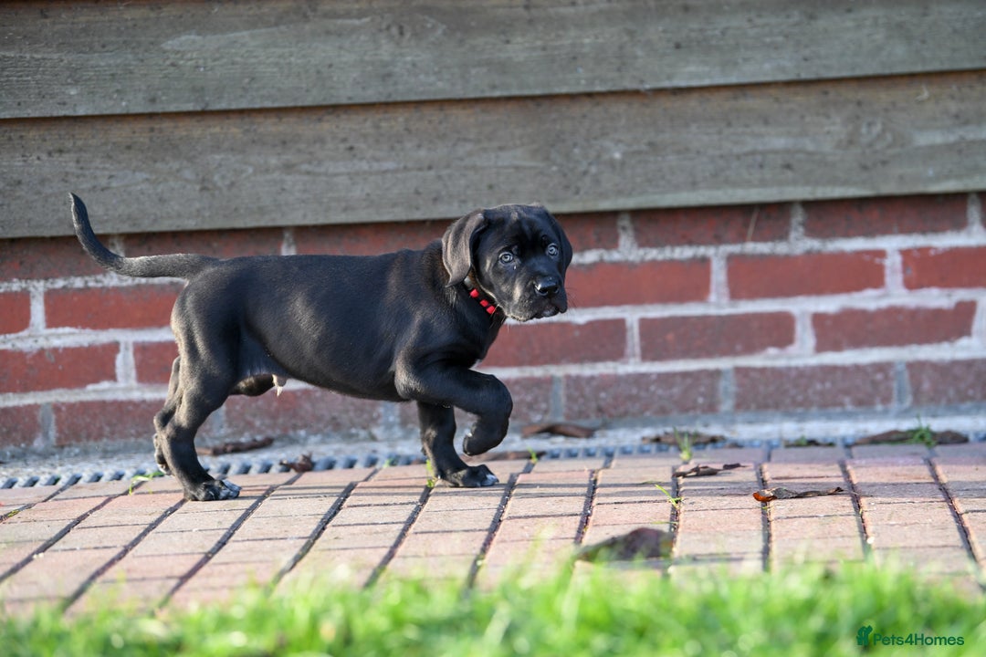 Cane Corso dogs for sale: Elite cane corso puppies  - Advert 9
