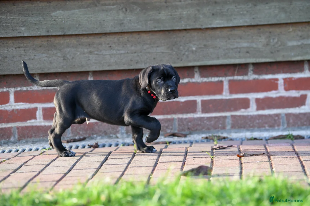 Cane Corso dogs for sale: Elite cane corso puppies  - Advert 9