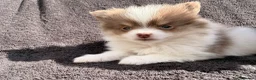 Pomeranian dogs for sale:     Rare Colour Pomeranians | Blue & Green Eyes - Advert 5