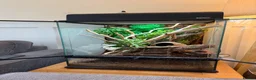 Gecko reptiles for sale: Lilly White Crested Gecko with full set up - Advert 4