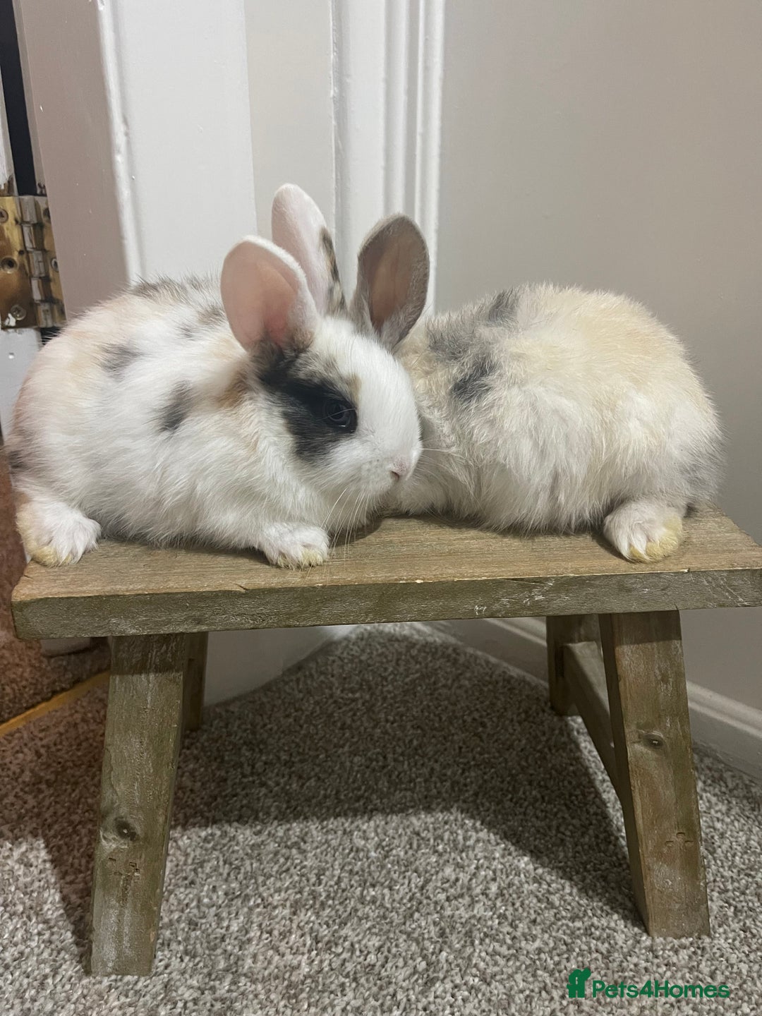 Mini Lop rabbits for sale: Baby Mini Lop rabbits for sale - ready to go!  - Advert 4