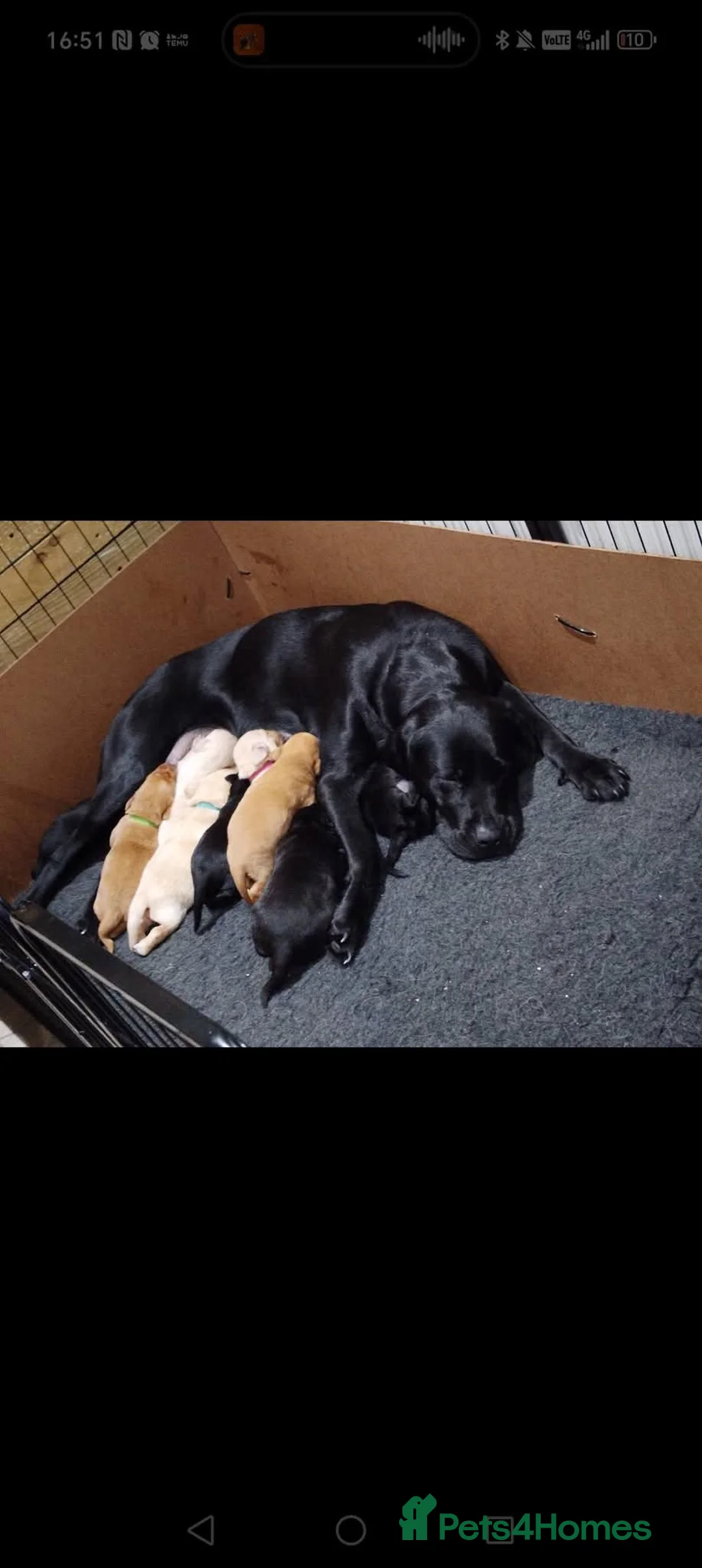 Labrador Retriever dogs for sale: 2nd litter due 25th March  in Wareham - Advert 1