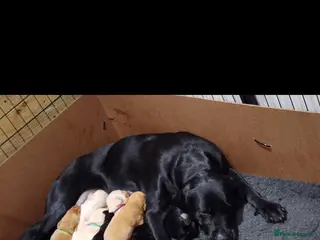 Labrador Retriever dogs 2nd litter due 25th March in Wareham - Advert 1