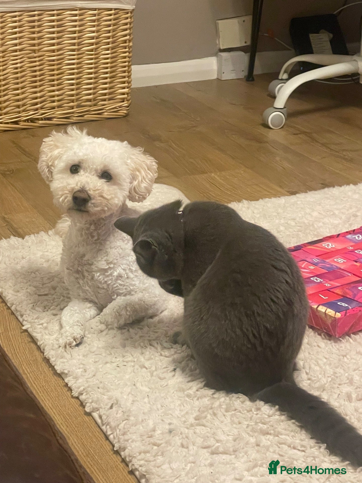 Poochon dogs Beautiful 5 year old boy  - Advert 14