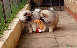 Keeshond dogs for sale: Stunning male Keeshond Puppy ready to go - Image 1