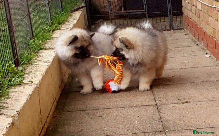 Keeshond dogs - Advert 1