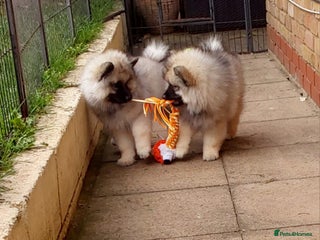 Keeshond dogs - Advert 1