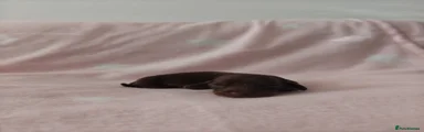 Miniature Dachshund 3