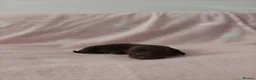 Miniature Dachshund dogs for sale: 🩷 4 stunning full miniature dachshund girls 🩷 - Advert 4