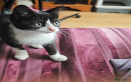 Khao Manee cats for sale: Mixed price Khao Manee kittens  - Image 14