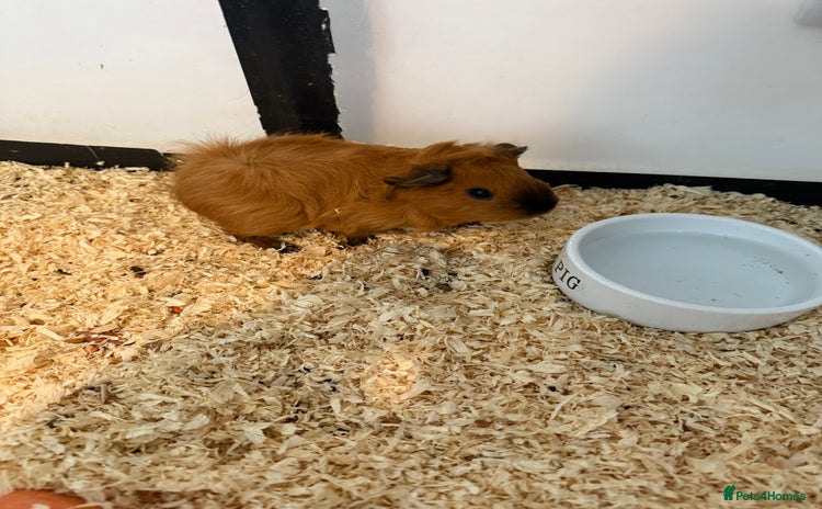 Guinea Pig rodents - Advert 1