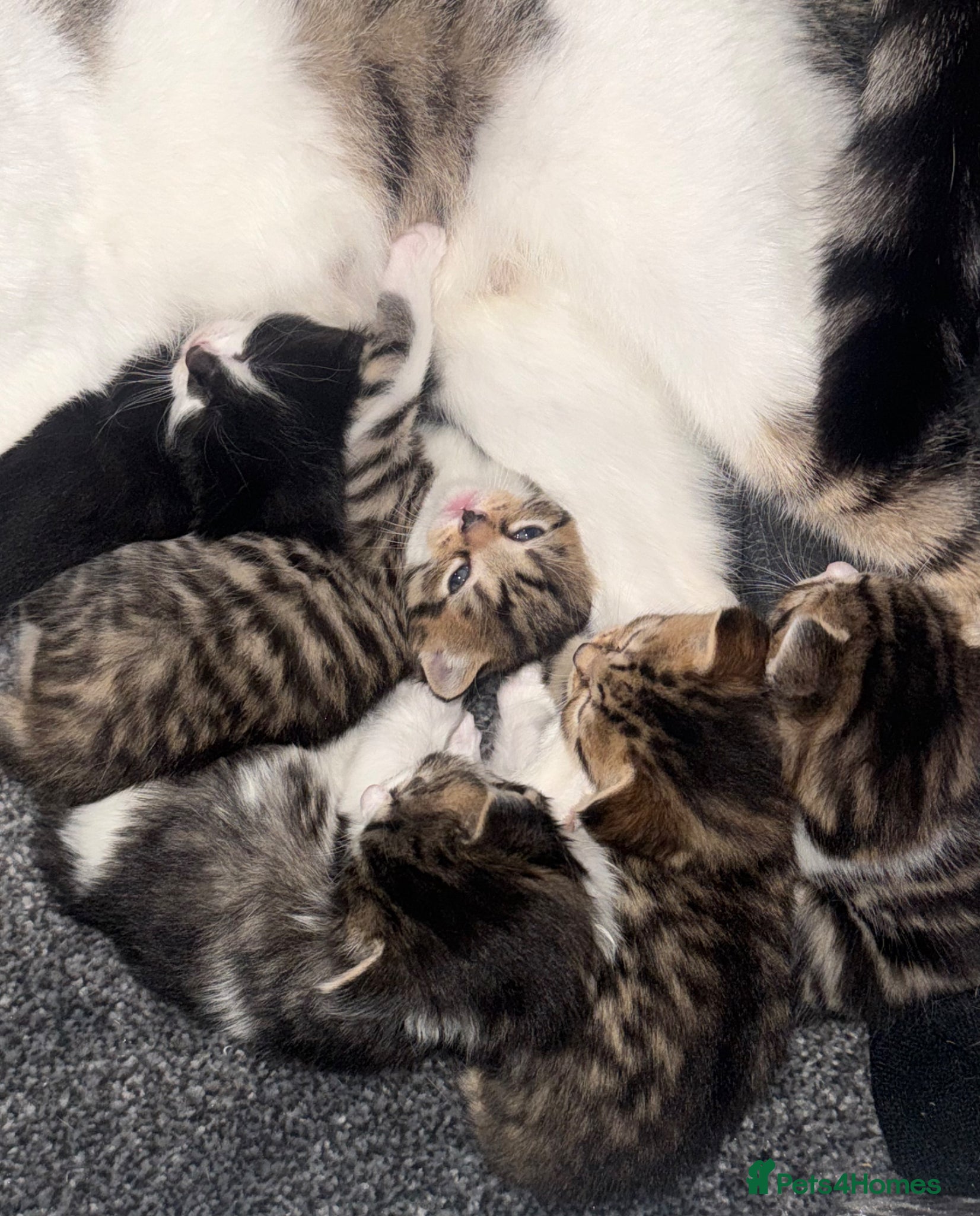 Domestic Shorthair cats 3 Cute Playful Kittens - Advert 4