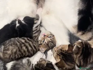 Domestic Shorthair cats 3 Cute Playful Kittens - Advert 4