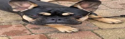 French Bulldog dogs for adoption: FRANK & MILO FRENCHIES ADOPTION IN WESTCOUNTRY - Advert 21