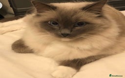 Ragdoll cats for sale: Mr oreo  - Advert 2