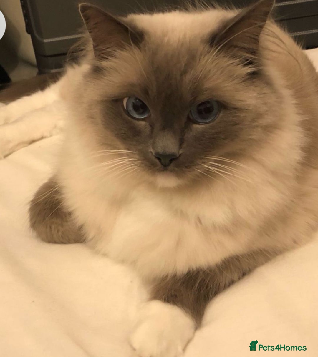 Ragdoll cats for sale: Mr oreo  - Advert 2
