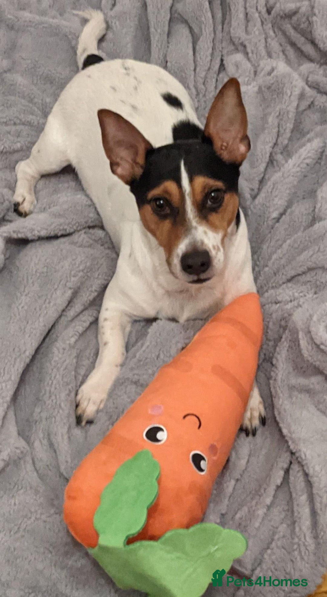 Jack Russell dogs for stud: Stud  - Image 11