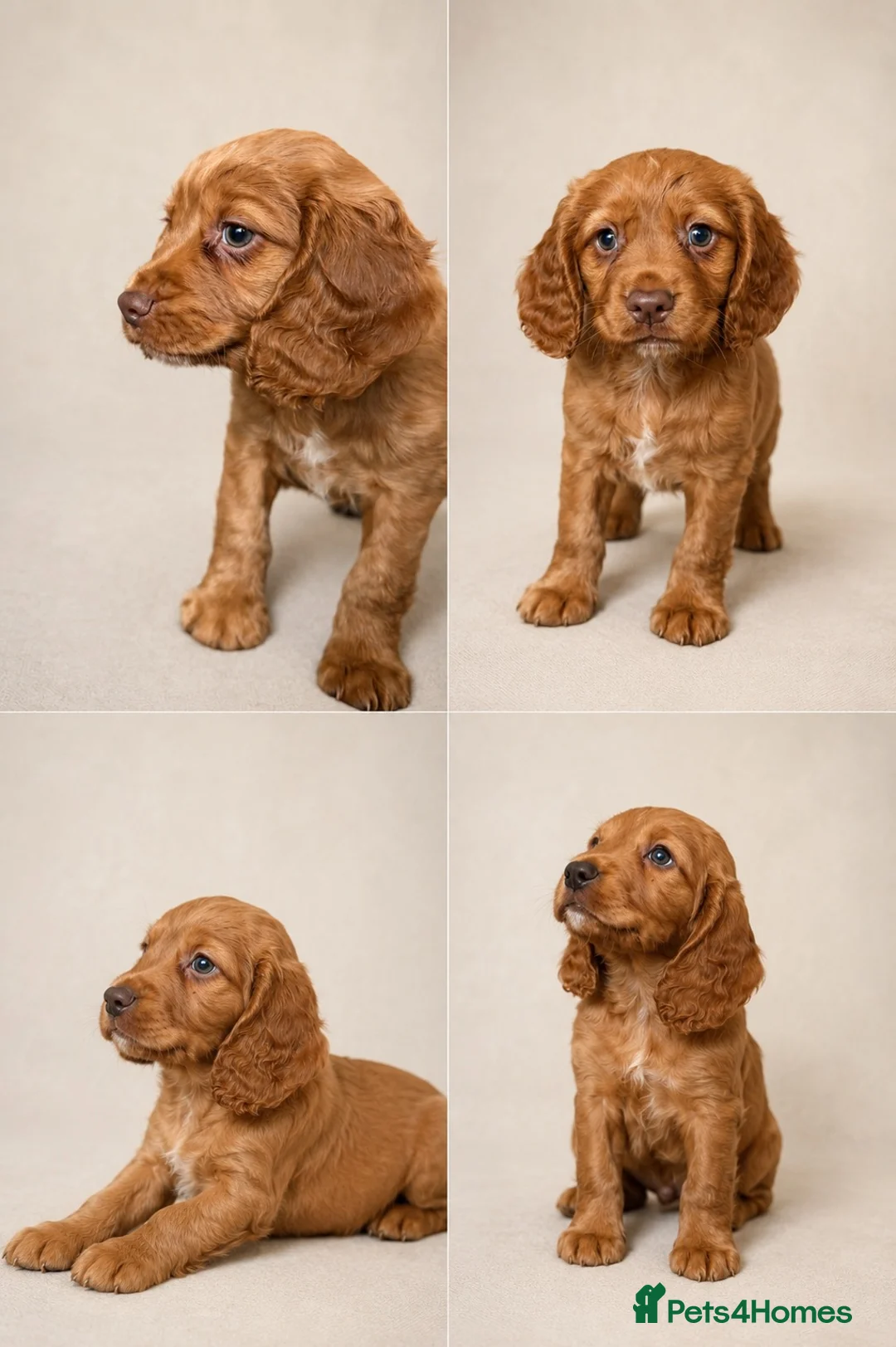Cocker Spaniel dogs for sale: Working cocker spaniels  - Advert 3
