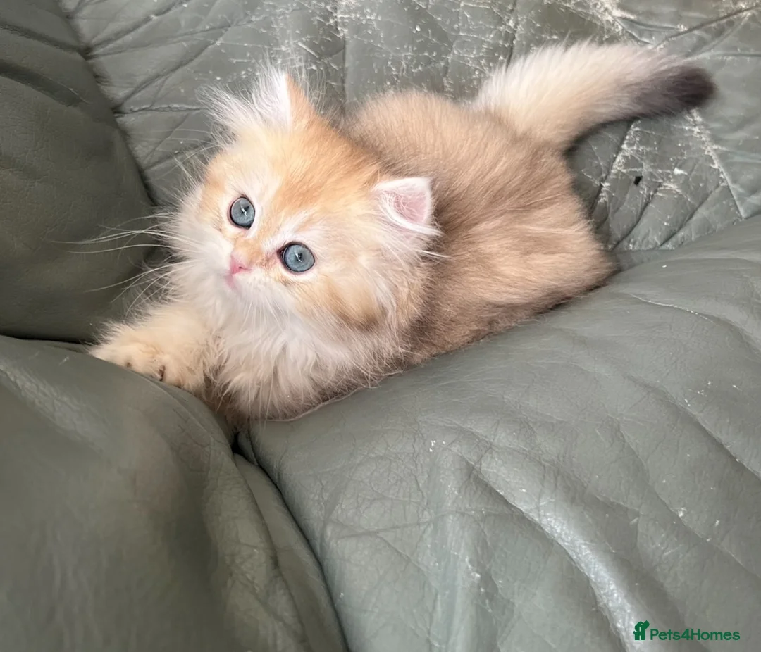 British Longhair cats for sale: 👑 Champion Bloodline Registered GCCF BLH Ay12 👑 in Manchester - Advert 1