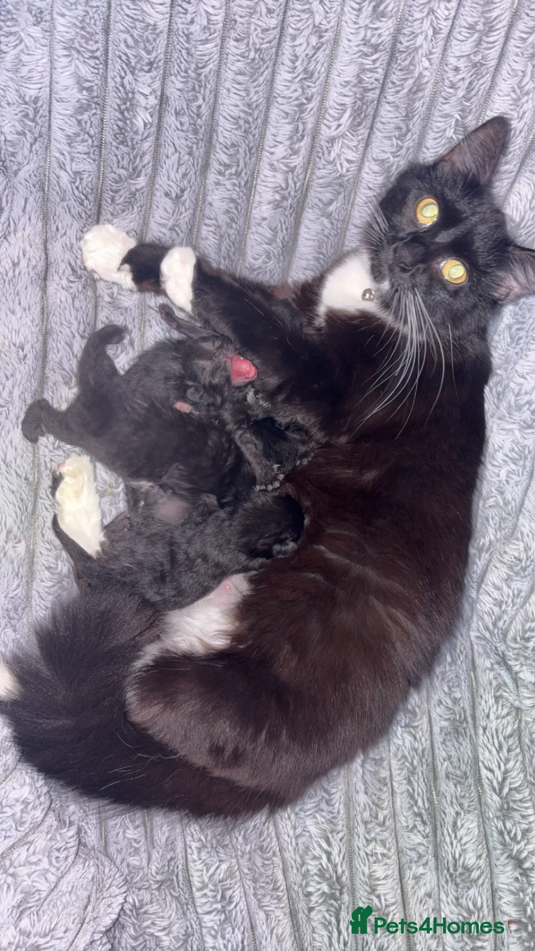 Mixed Breed cats for sale: 4 kittens for sale - Advert 1
