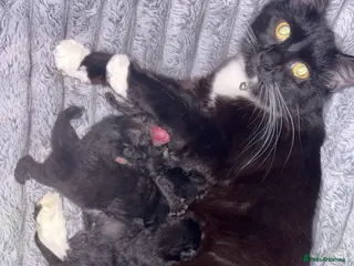 Mixed Breed cats 4 kittens for sale - Advert 2