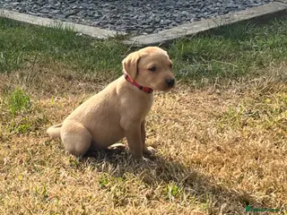 Labrador Retriever dogs Adorable KC Labrador Puppies for Sale - Advert 15