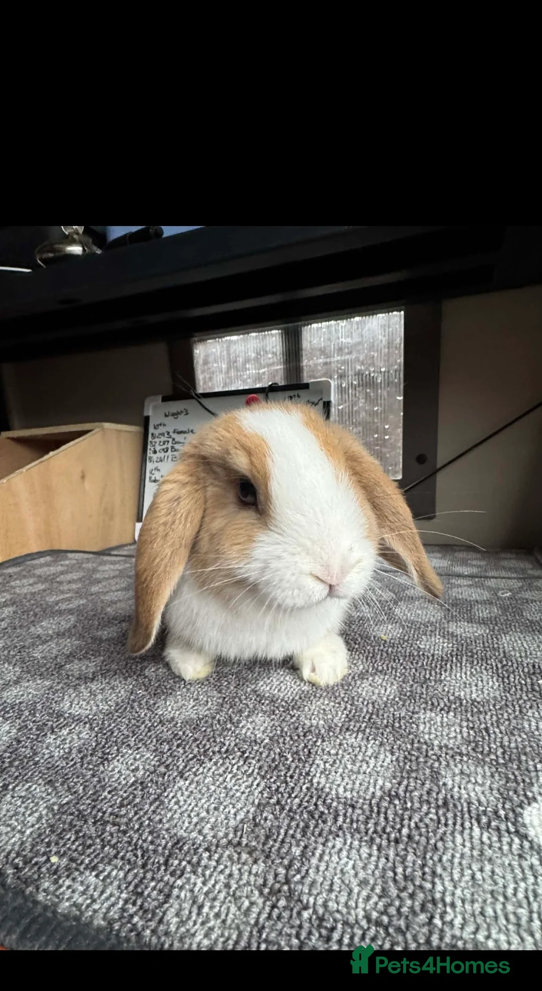 Mini Lop rabbits for sale: Mini Lops Vienna Gene Male left - Advert 2