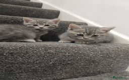 British Shorthair cats for sale: BSH cross kittens - Advert 11