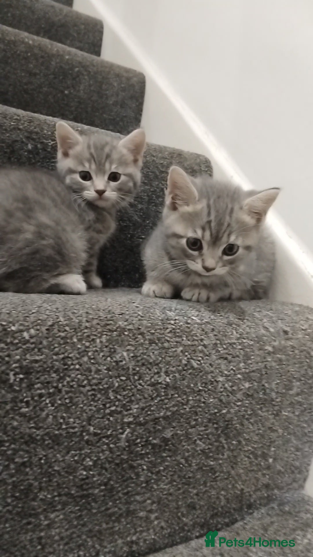 British Shorthair cats for sale: BSH cross kittens - Advert 11