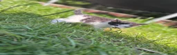 Domestic Shorthair cats for sale: 3 adorable kittens - Advert 2