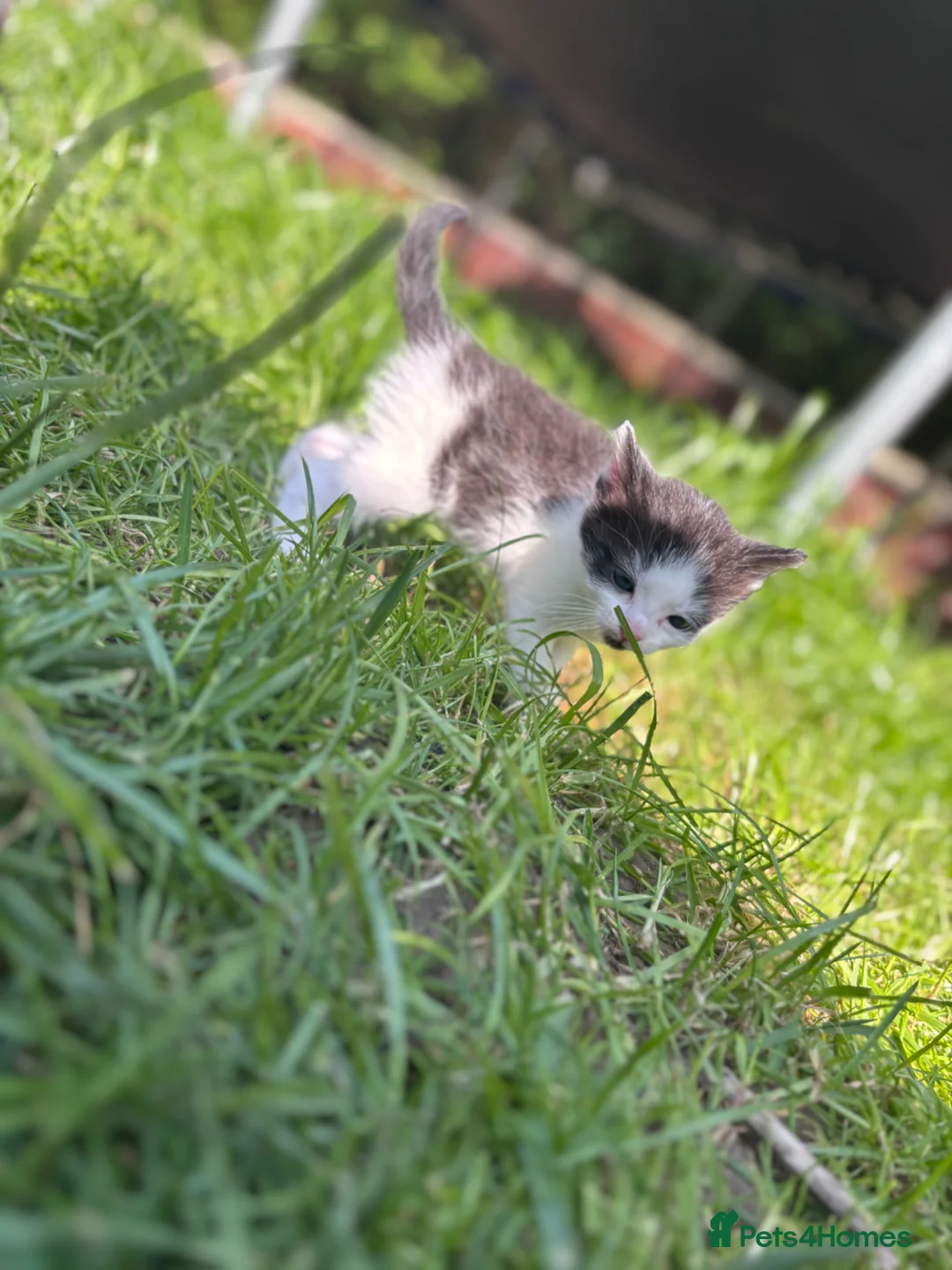 Domestic Shorthair cats for sale: 3 adorable kittens - Advert 2