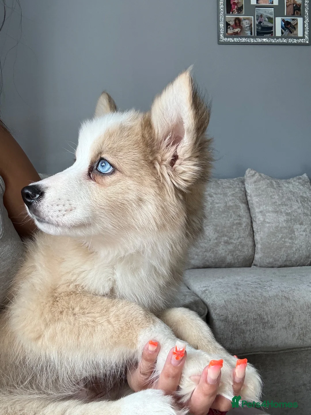 Mixed Breed dogs for sale: Adorable chow /husky puppy 💕 - Advert 5