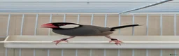 Finches birds for sale: 2 x male java finch - Advert 7