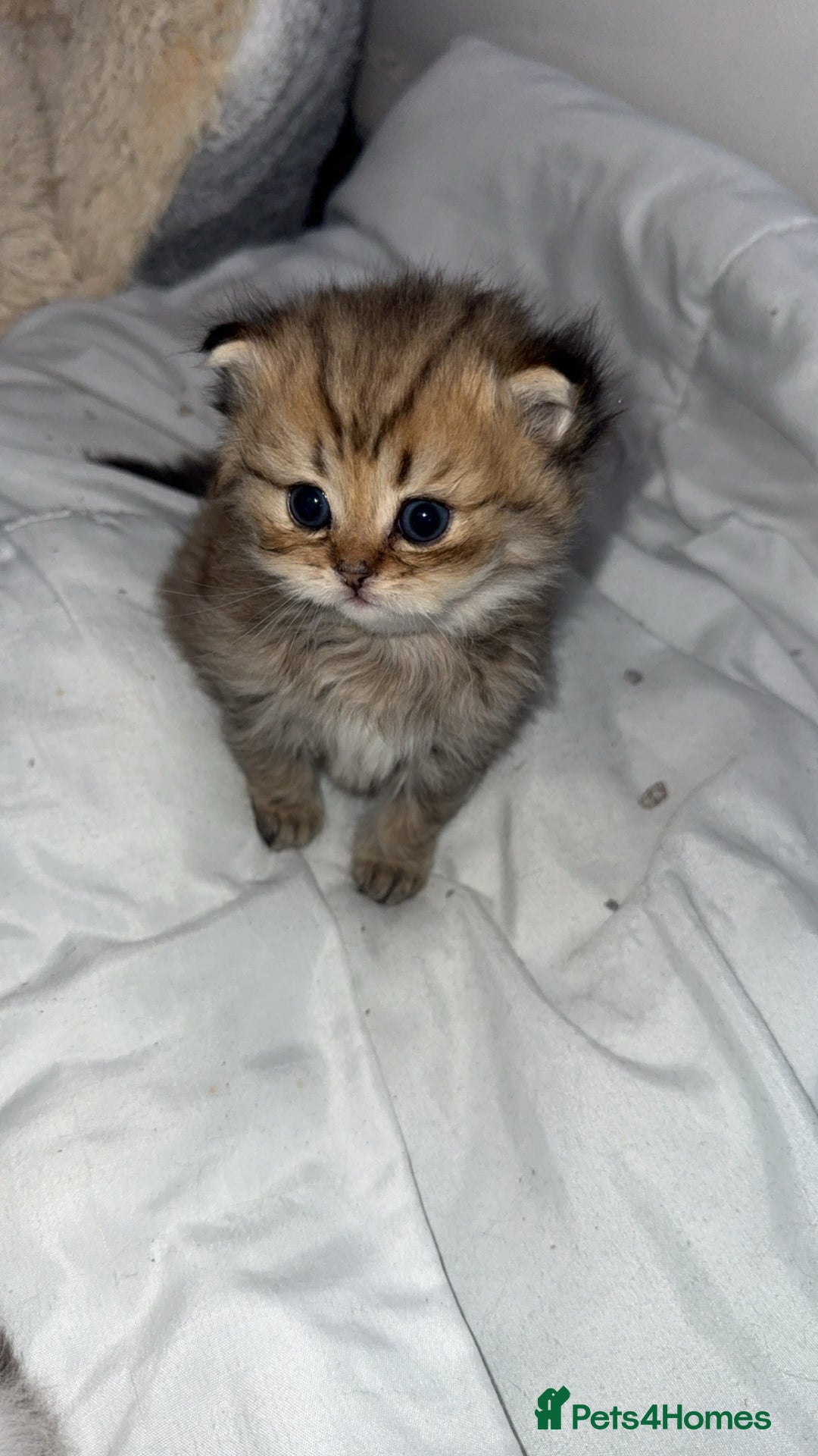 Persian cats for sale: Persian chinchilla kittens  - Advert 18