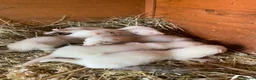 Ferret rodents for sale: Ferret kits in Derby - Advert 2