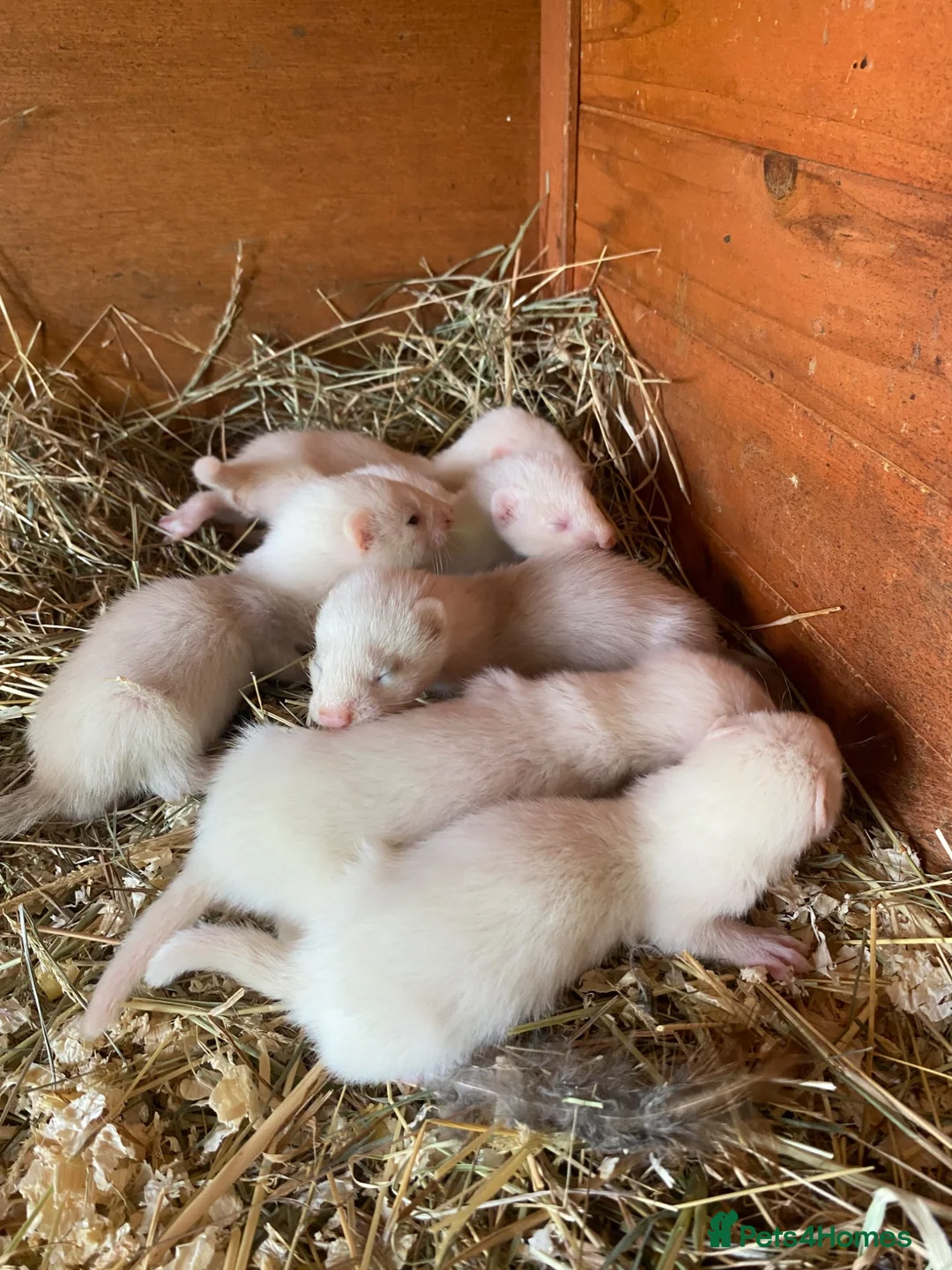 Ferret rodents for sale: Ferret kits in Derby - Advert 2