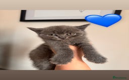 British Shorthair cats for sale: BEAUTIFUL BSH MALE KITTENS READY NOW🐾✨ - Image 5