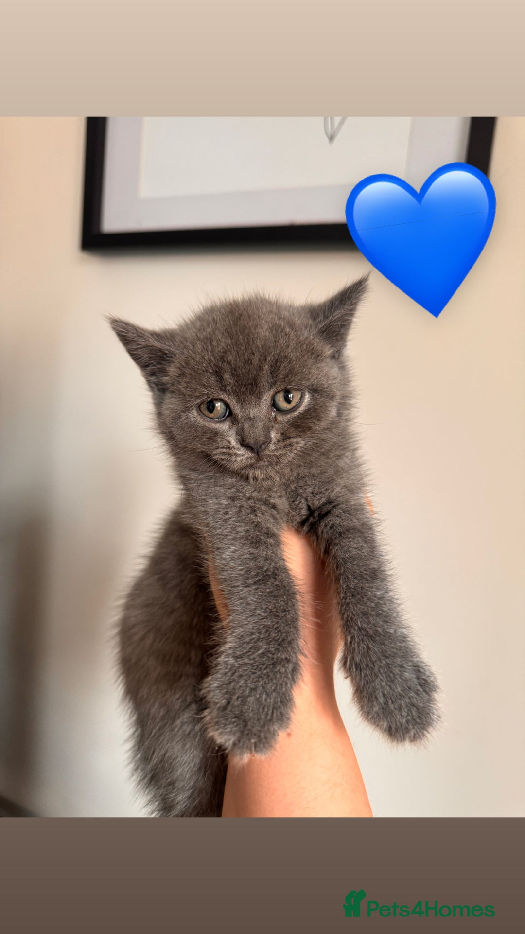British Shorthair cats for sale: BEAUTIFUL BSH MALE KITTENS READY NOW🐾✨ - Image 5