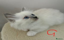Ragdoll cats for sale: Pure Ragdoll Kittens *Ready for their new home* - Image 1
