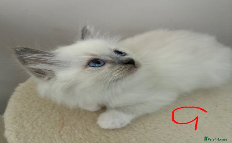 Ragdoll cats - Advert 8