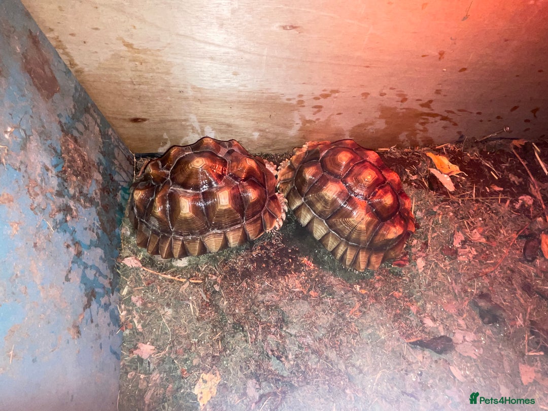 Tortoise reptiles for sale: 2 Sulcata Tortoises  - Advert 3
