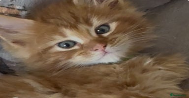 Maine Coon cats - Advert 7